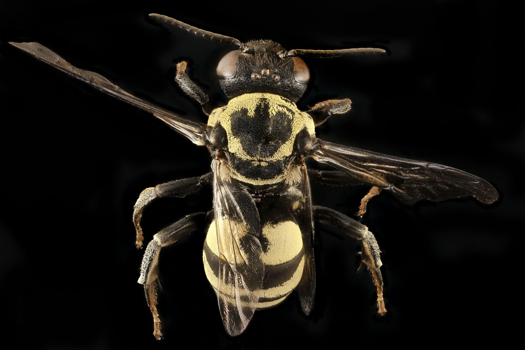 bee